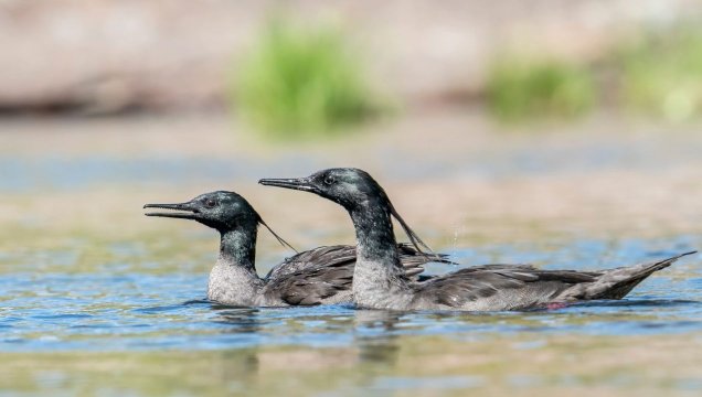 EuroChem safeguards biodiversity in Brazil