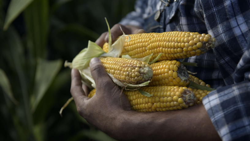 Contributing to global food security