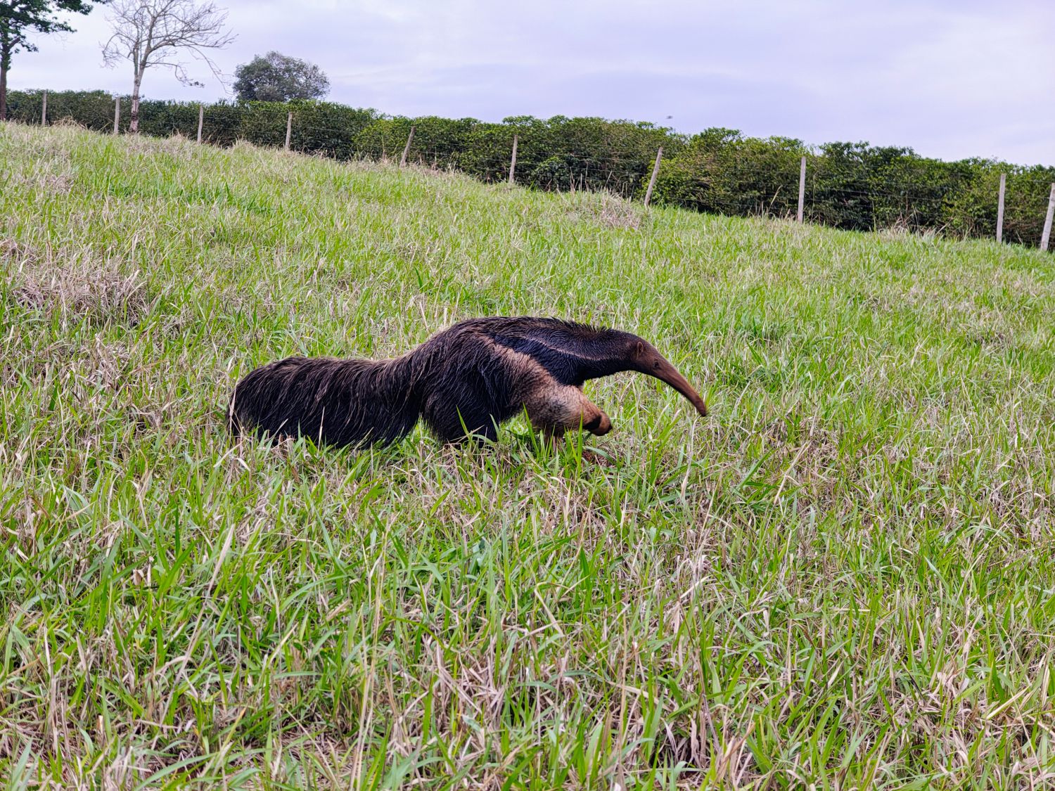 Preserving biodiversity in Brazil