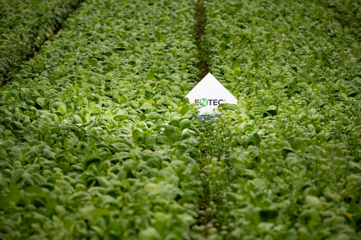 Next-generation fertilizers