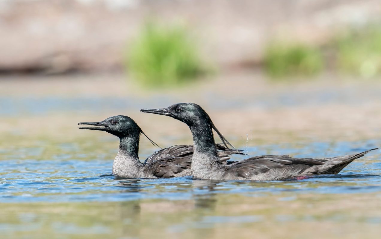 EuroChem safeguards biodiversity in Brazil